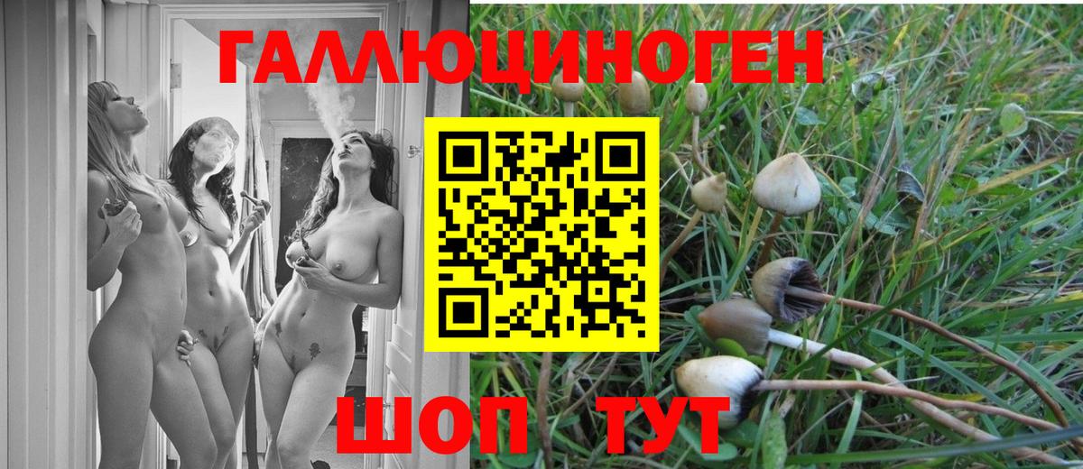 Галлюциногенные грибы GOLDEN TEACHER  Галлюциногенные грибы Psilocybe  Красноперекопск  Вход с VPN 